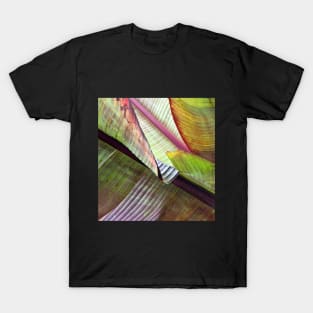 Banana Leaves in the Autumn Light T-Shirt